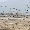 철새보는집 이미지