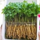 빛고을농장 이미지