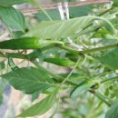 밀양농장 이미지