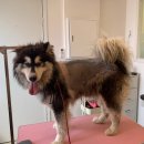 코모네 펫하우스 이미지