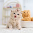 분당고양이분양 고사남 이미지