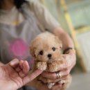 퍼피데일리 이미지