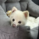 더휴식아늑 유성2호점 | [대전여행] 숙소 더 휴식 아늑 :: 반려동물 동반가능 숙소 :: 만족한 숙소 :: 유성온천 2호점