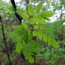 단양팔경(丹陽八景) 제천(堤川) 옥순봉(玉荀峰). 이미지