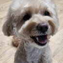 루이스독 이미지