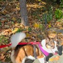 산책하는날 이미지