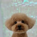 모랑펫살롱 이미지