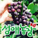 성애농장 이미지