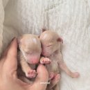 펫스티발 이미지