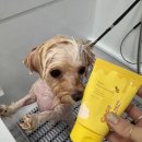 허니애견 이미지