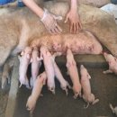 보두농장 이미지