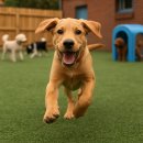 리츠펫 서산호수공원점 이미지