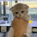 오독안심분양센터 강아지분양 고양이분양 대구점 이미지