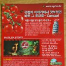 안스퓨어팜 | 안스 퓨어팜 마틸다 토마토 후기, 강원도 화천 캄파리 토마토