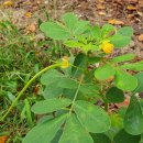 김해봉황초등학교 이미지