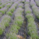 점동농장 이미지