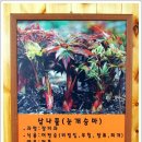 늘푸른무침회식당 이미지