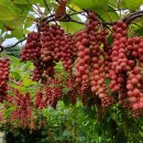 이레농장 2 이미지