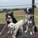 단양생태체육공원 | 충북 단양 애견동반 가능한 무료 차박지 추천 [단양생태체육공원]