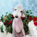 다정한 개아빠 이미지