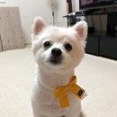 도그마 펫살롱 이미지