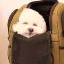 그루밍051 이미지