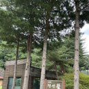 노추산힐링펜션