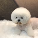 김언니 펫살롱 이미지