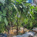 햇빛부서지는바다 이미지