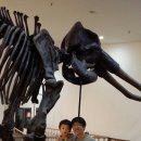 덕소자연사박물관 이미지