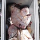 상사리(상) 이미지