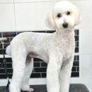 메리몰펫샵(사직점) 이미지