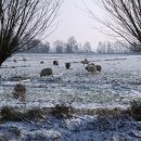 유장목장 이미지