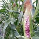 금별농장 이미지