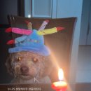 견공수라상 이미지