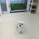 밀크펫살롱 | 사랑둥이 말티즈 베이비컷 2cm 전체 미용 편안하게 받아요