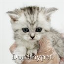 냥스타그램 | 영천반려묘입양 단순한 존재가 아니라 삶의 방향을 바꿔주는 가족