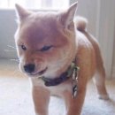 흠