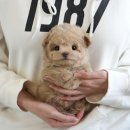 미유펫대구 강아지분양고양이분양(도그플러스동물병원) | 대구강아지분양 건강한 매일