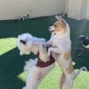 슈라즈하우스 이미지