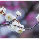 매화2길 이미지