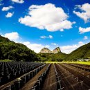 진안 인삼재배 문화 이미지