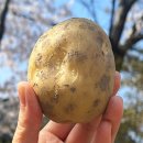 감자