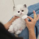 함께헤어 - 청주시 청원구 | 통영 고양이분양, 브리티쉬숏헤어와 함께하게 된 후기