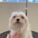 멍멍회관 이미지