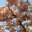 늦게 피는 꽃 이미지