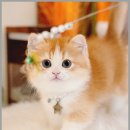 메종드센텀 이미지