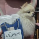 올웨이즈 | 루이 솔직후기 | 펫올웨이즈 데일리 하네스 사용후기