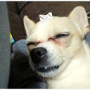 딸기펫살롱 이미지