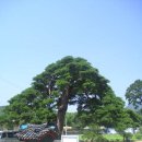 행곡2리(처진소나무옆) 이미지